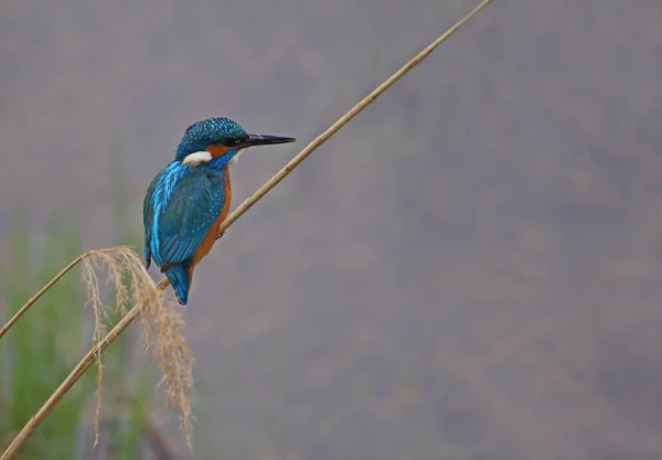 Kingfisher Alcedo Atthis Bird Brazil Wildlife Fauna — Fotografia de Stock