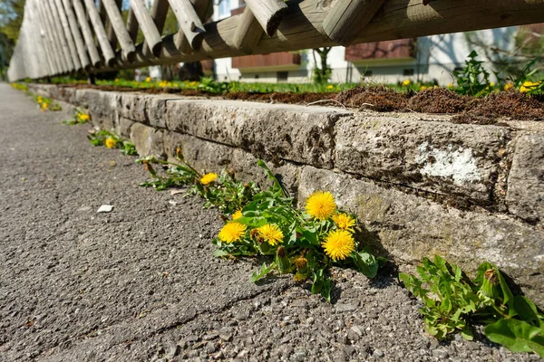 Кульбабаба Жовтою Квіткою Тротуарі Передньому Саду Навесні — стокове фото