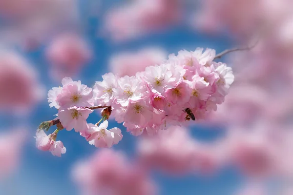 Baharda Güzel Pembe Sakura Çiçekleri — Stok fotoğraf