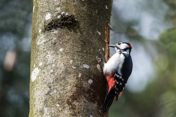 a hungry woodpecker on the tree
