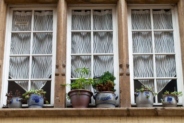 Window Flowers Plants — Stock Photo, Image