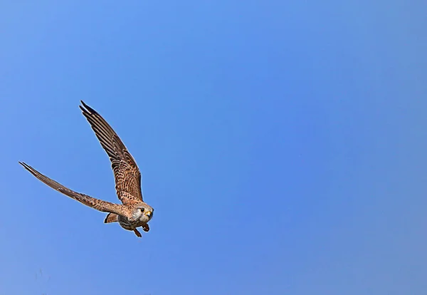 Aigle Chauve Volant Dans Ciel — Photo