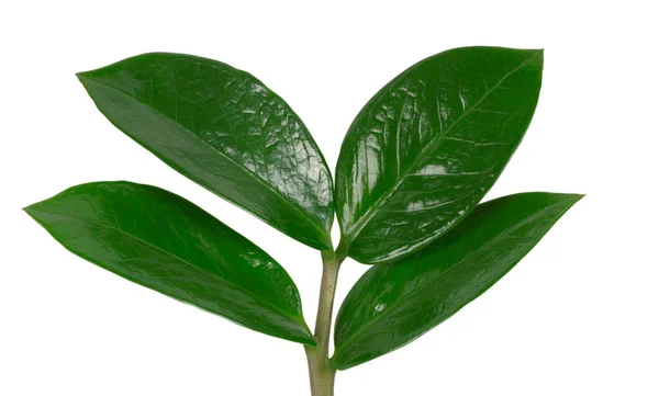 Bitkinin Yeşil Yaprakları Beyaz Arkaplanda — Stok fotoğraf