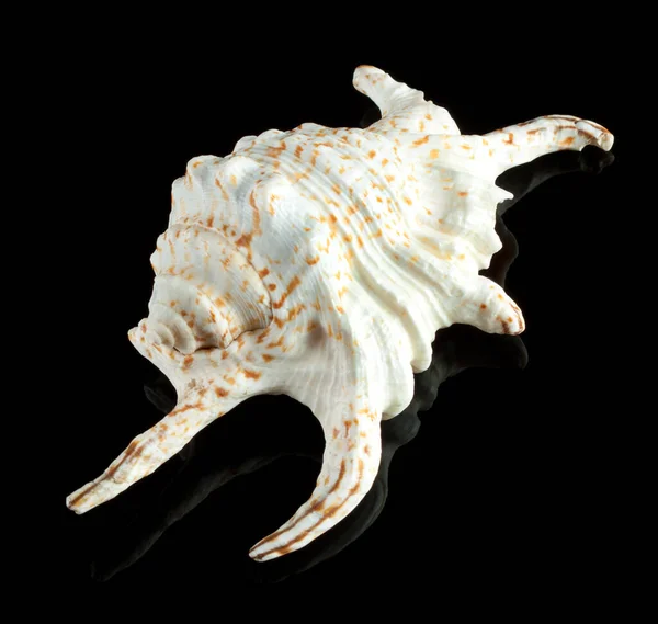 在黑色背景上隔离的海贝壳 — 图库照片