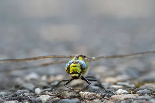 Nahaufnahme Einer Fliege Auf Einem Grünen Blatt — Stockfoto