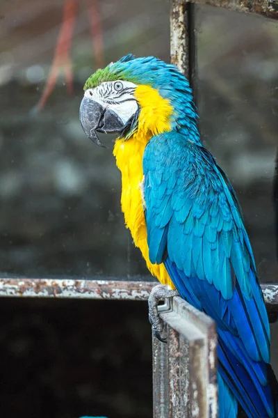 Primer Plano Hermoso Loro Guacamayo Azul Amarillo — Foto de Stock