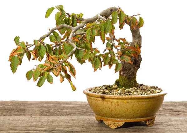 Bonsai Árvore Vaso Isolado Fundo Branco — Fotografia de Stock