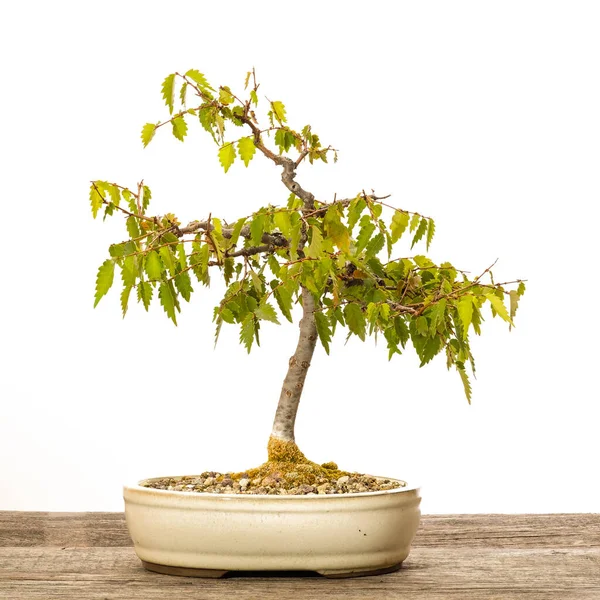 Bonsai Árvore Vaso Isolado Fundo Branco — Fotografia de Stock