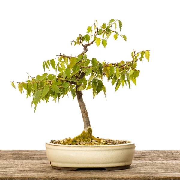 Zelkove Bonsai Folhagem Árvore Pote Tábua Madeira — Fotografia de Stock