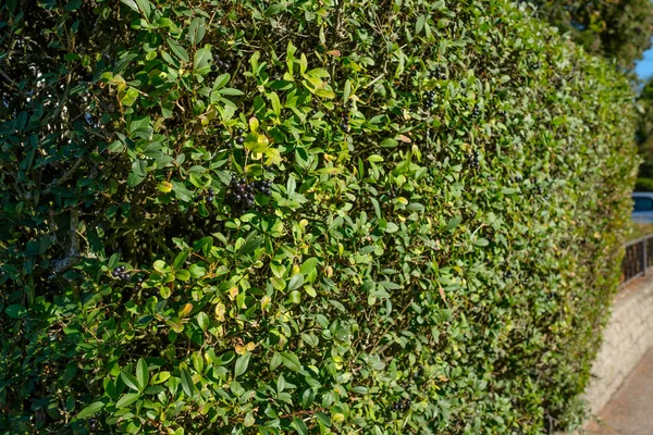 Zielone Liście Ścianie — Zdjęcie stockowe