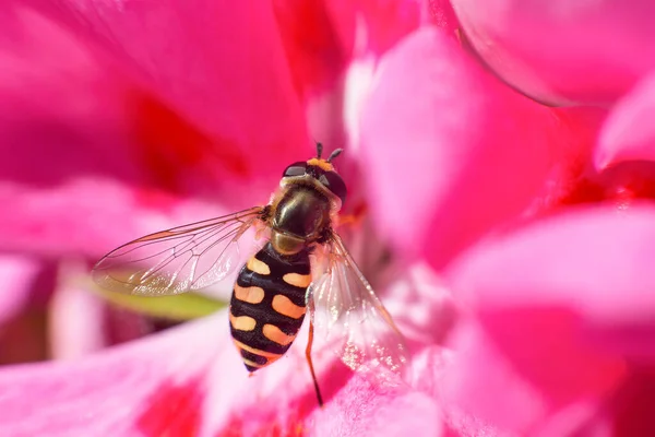 Λεπτομέρεια Ενός Εντόμου Diptera Ενώ Συλλογή Νέκταρ Από Ένα Ροζ — Φωτογραφία Αρχείου