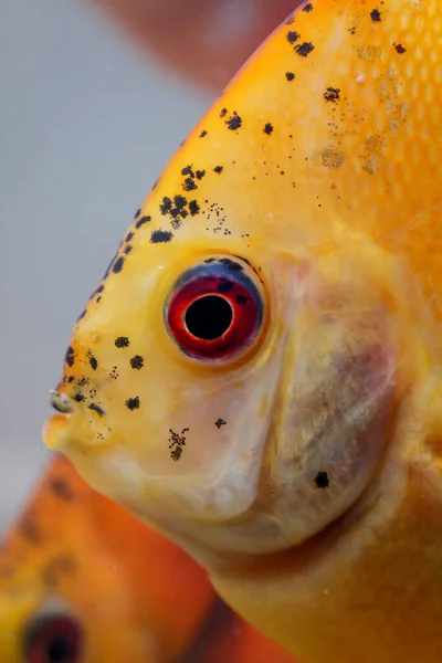 Peces Disco Acuario Peces Disco Son Cíclidos — Foto de Stock