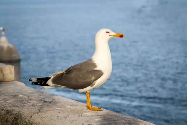 Retrato Una Sola Gaviota Sobre Pedestal — Foto de Stock