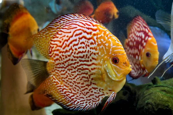 Diskusfische Aquarium Diskusfische Sind Buntbarsche — Stockfoto