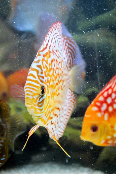 Pesci Discus Acquario Pesci Discus Sono Ciclidi — Foto Stock