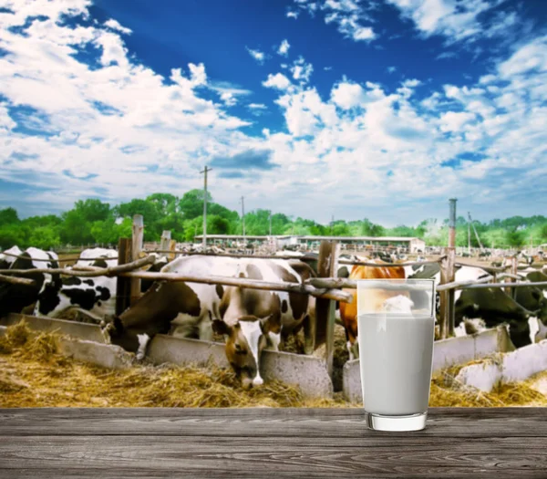 牛の養殖場を背景に牛乳のガラス 自然食品 製品の概念 — ストック写真