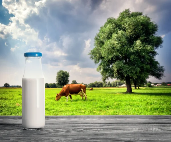 牧草地に牛と牛乳のボトル 天然物と健康食品の概念 — ストック写真