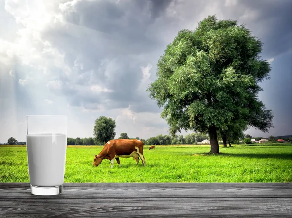 太陽の下で牛や牧草地の背景に牛乳のガラス 自然食品 製品の概念 — ストック写真