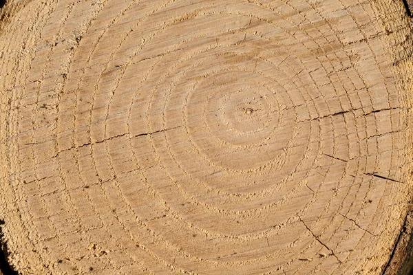 木の年の断面 丸いリングとして 目に見える茶色の年を持つ幹の断面 トランクを切断する方法のためにラフと割れ表面 — ストック写真