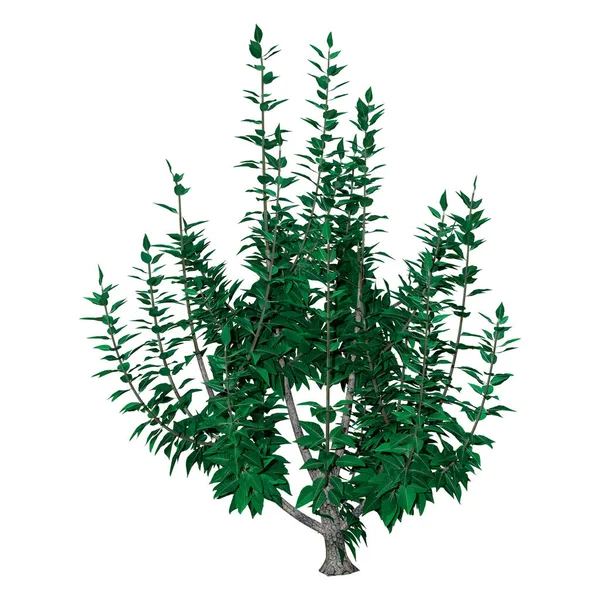 Representación Una Planta Buddleja Arbusto Mariposa Aislado Sobre Fondo Blanco — Foto de Stock