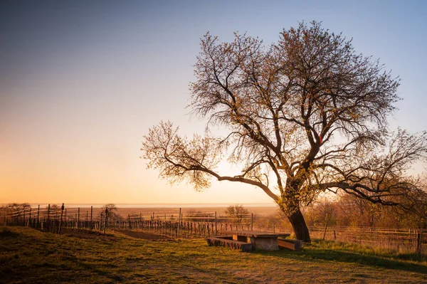 Amandelboom Het Voorjaar Bij Wijngaard Boven Neusiedlersee Burgenland — Stockfoto