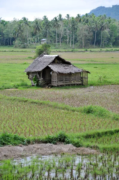 Campo Arroz Pueblo — Foto de Stock