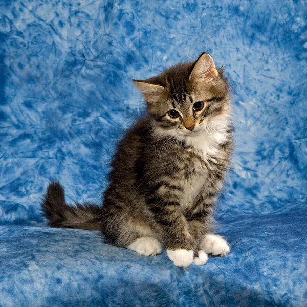 Mignon Petit Chaton Sur Fond Bleu — Photo