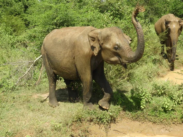 Elefante Mauricio Vacaciones Vida Silvestre Safari Foto Proboscis Selva Tropical — Foto de Stock