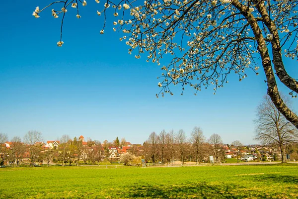 Цвіт Вишні Блакитному Небі Німецьким Маленьким Селом — стокове фото