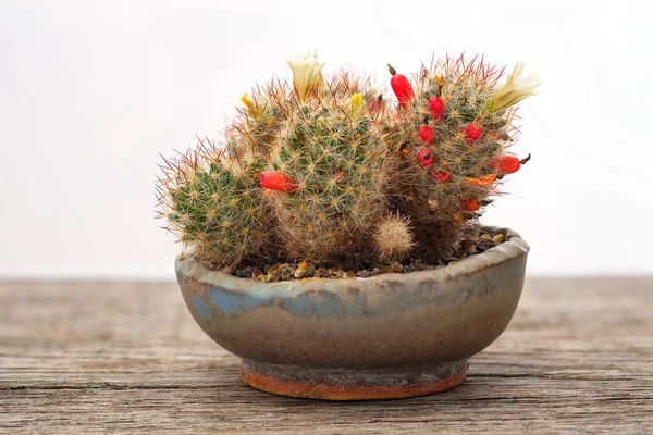 Cactus Een Pot Een Witte Achtergrond — Stockfoto