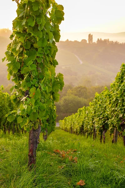 Vignobles Dans Région Chianti Toscane Italie — Photo