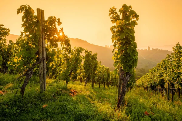 Vignoble Chianti Toscane Italie — Photo