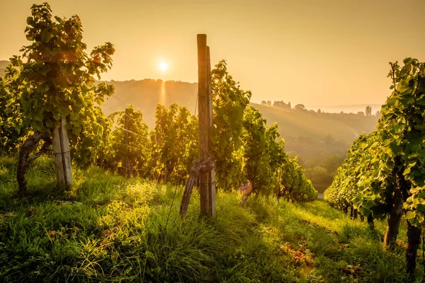 Vineyard Chianti Region Tuscany Italy — Stock Photo, Image