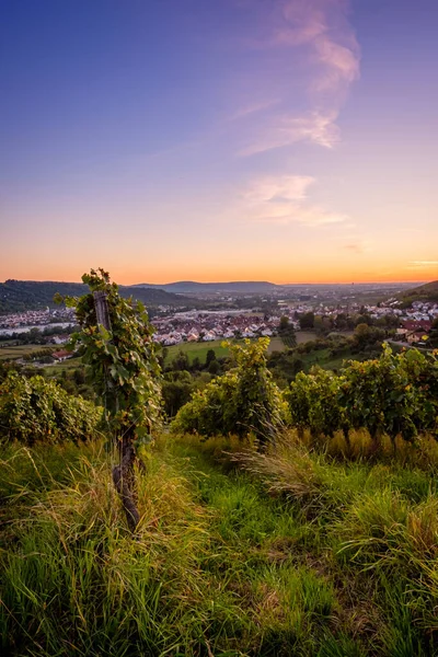 Dawn Blue Hour German Vineyard Portrait Format — Stock Photo, Image