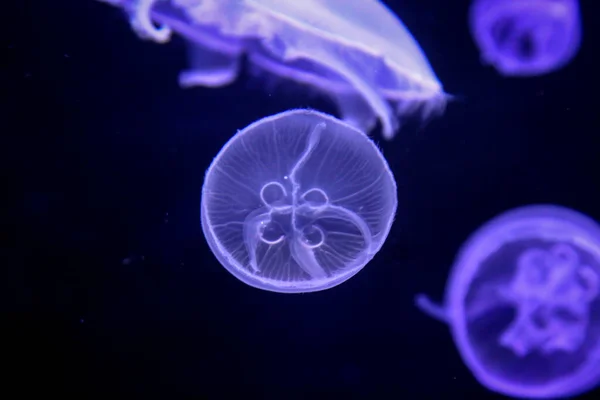 매크로 마법의 해파리의 — 스톡 사진