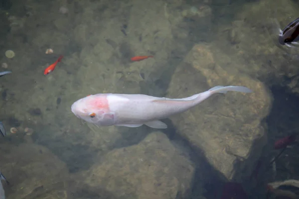 Koi Kolam Koi Ikan Seperti Ikan Mas Dengan Warna Yang — Stok Foto