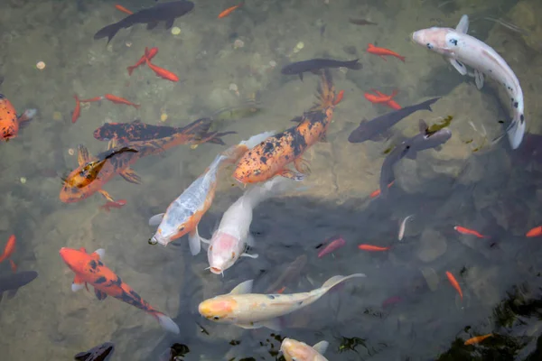 Koi Kolam Koi Ikan Seperti Ikan Mas Dengan Warna Yang — Stok Foto