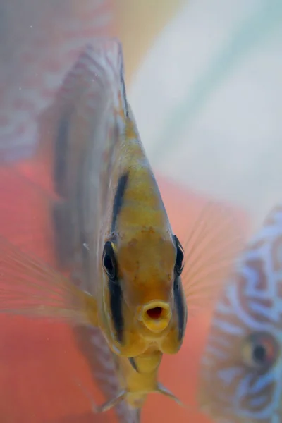 Ikan Cakram Akuarium Ikan Cakram Adalah Cichlids — Stok Foto