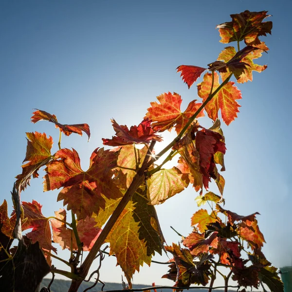 Jesienne Liście Jesienna Flora — Zdjęcie stockowe