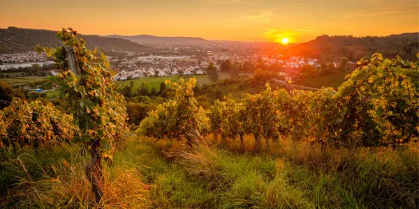 Vineyard Sunset Summer Evening Germany — Stock Photo, Image