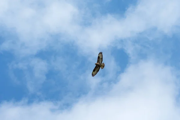 Bird Flying Sky — Stock Photo, Image