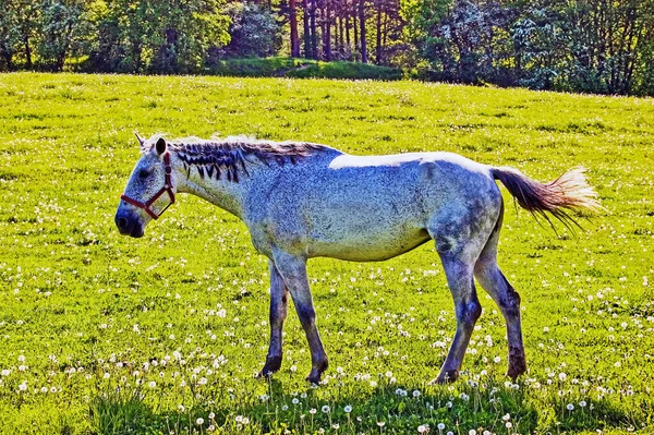 Beau Cheval Dans Prairie — Photo