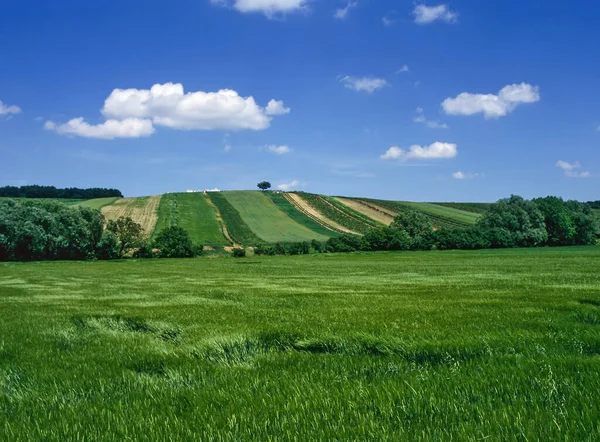 Green Field Blue Sky — Stock Photo, Image