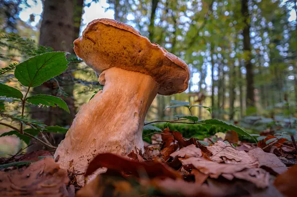 Mushroom Forest — Stock Photo, Image