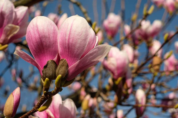 Magnolia Bloemen Het Voorjaar — Stockfoto