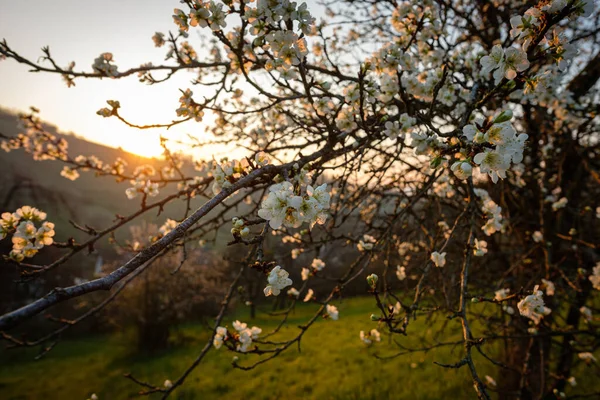 Vackra Vårblommor Trädgården — Stockfoto