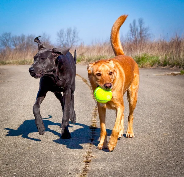 Chien Dans Parc — Photo