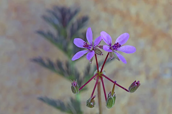 Hermosas Flores Jardín — Foto de Stock