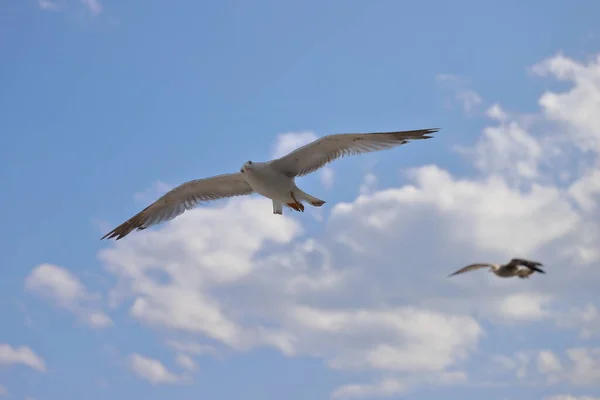 Две Чайки Летают Болгарском Небе — стоковое фото