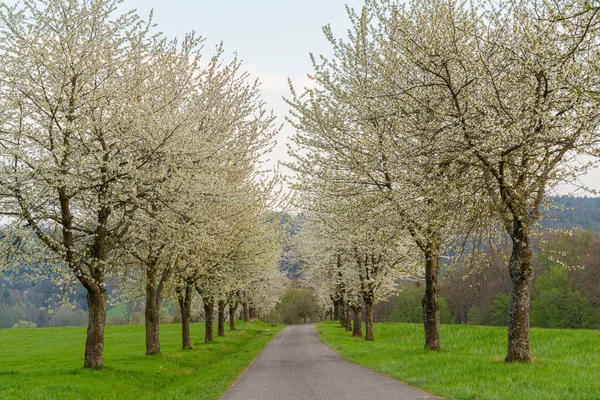 Frühlingslandschaft Mit Bäumen Und Grünem Gras — Stockfoto